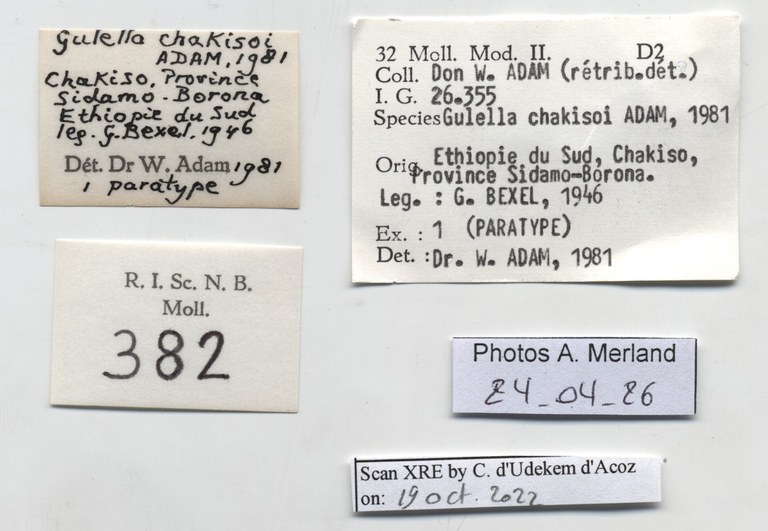 BE-RBINS-INV-MT-382-Gulella-chakisoi-pt-label.jpg