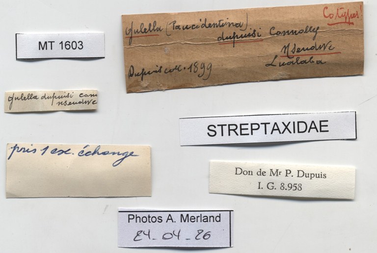 BE-RBINS-INV-MT-1603-Gulella-dupuisi-st-label.jpg
