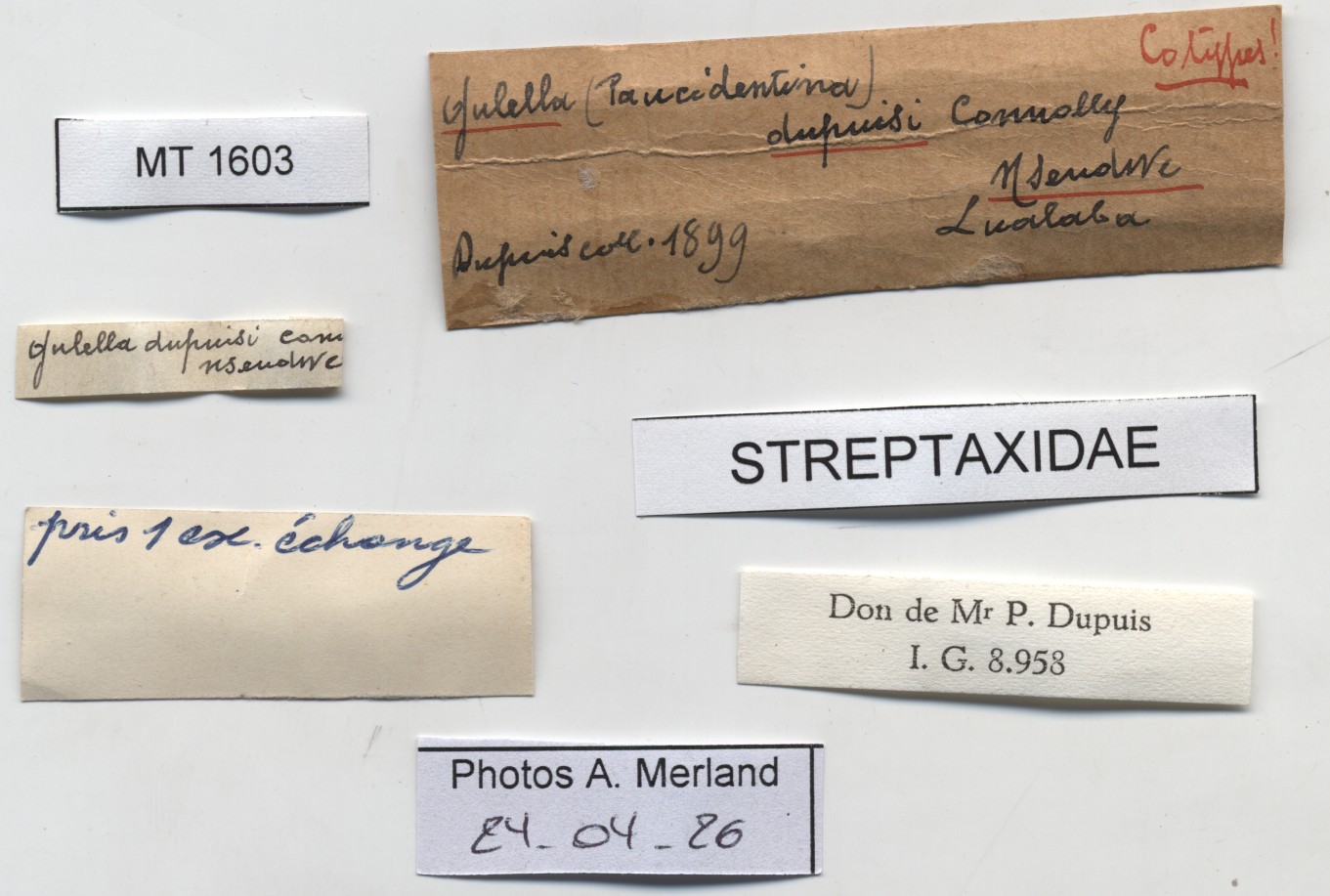 BE-RBINS-INV-MT-1603-Gulella-dupuisi-st-label.jpg