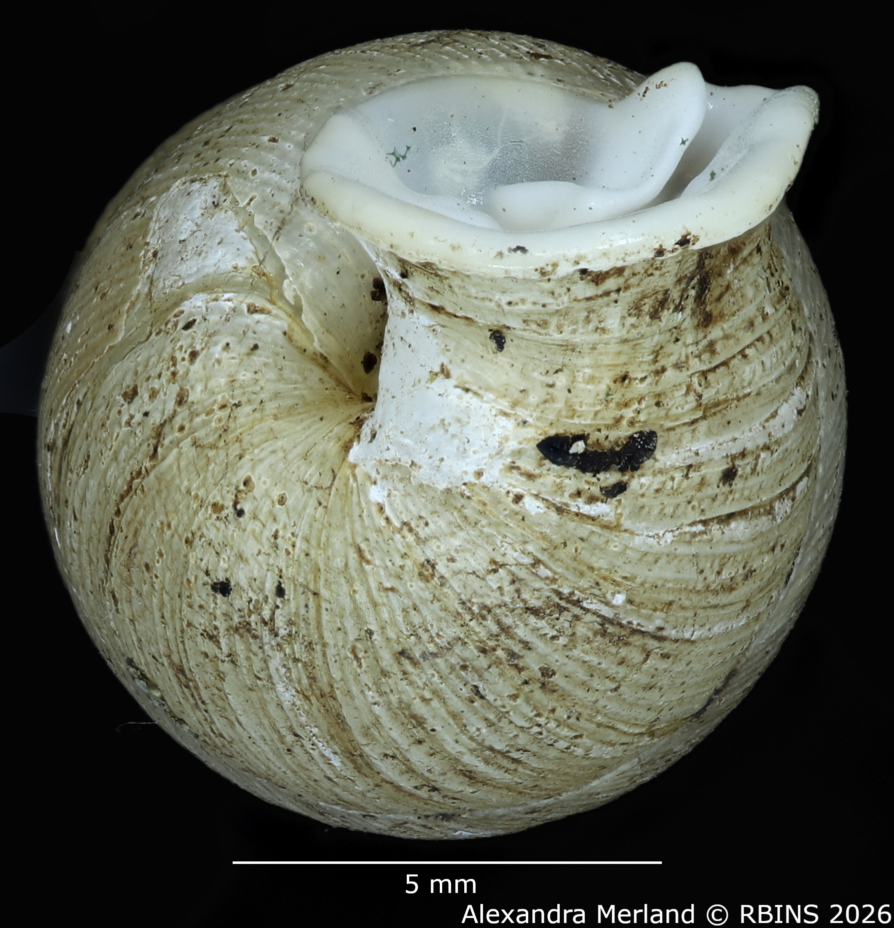 BE-RBINS-INV-MT-2170-Gulella-mkuu-pt-Bottom.jpg