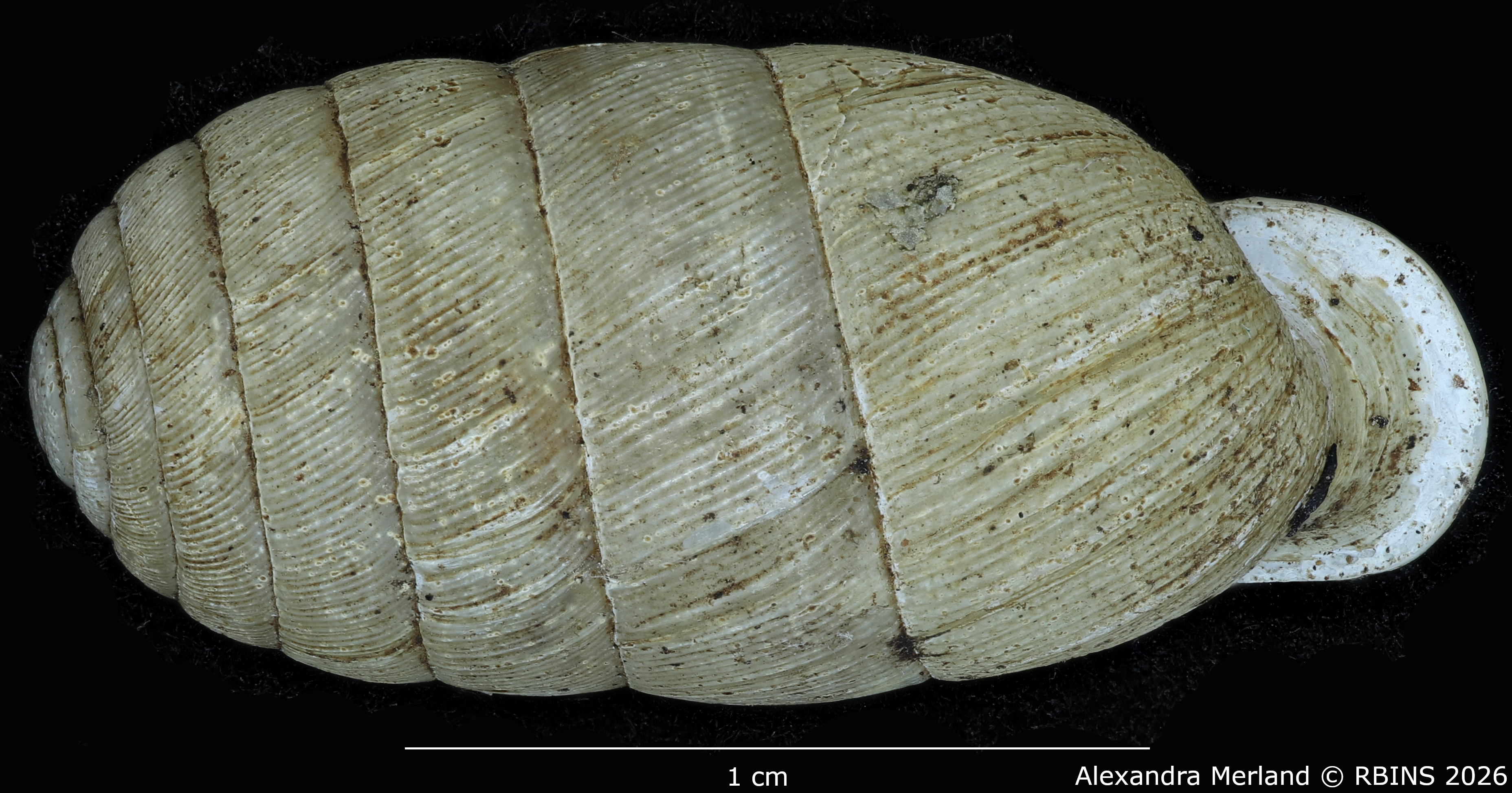 BE-RBINS-INV-MT-2170-Gulella-mkuu-pt-D.jpg