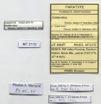 BE-RBINS-INV-MT-2170-Gulella-mkuu-pt-label.jpg