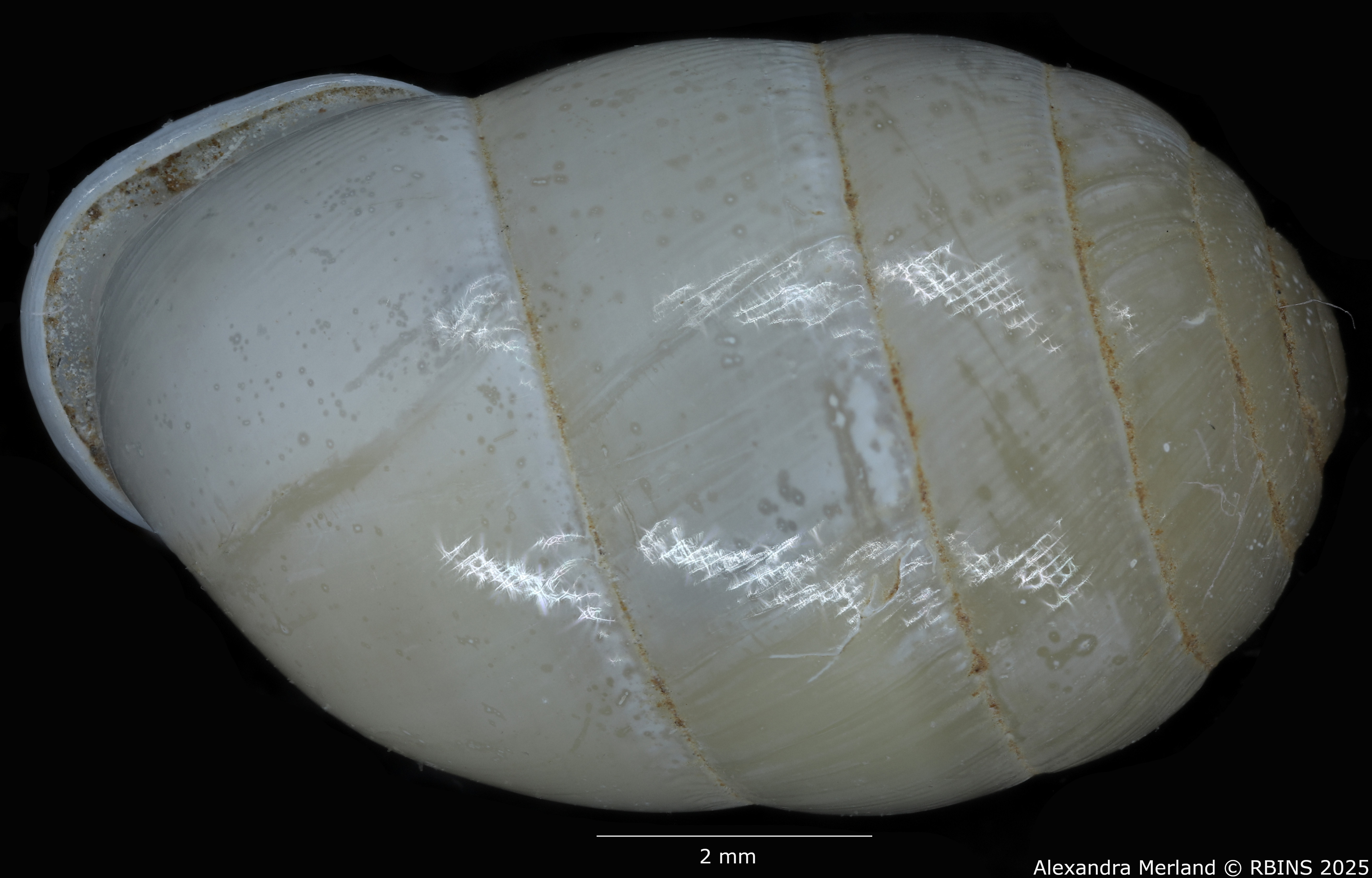 BE-RBINS-INV-MT-4163-Gulella-(Molarella)-moloensis-pt-D.jpg