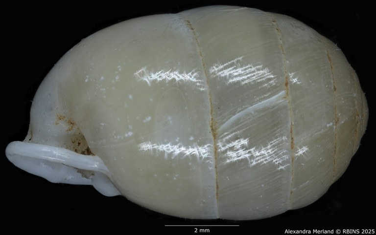 BE-RBINS-INV-MT-4163-Gulella-(Molarella)-moloensis-pt-L.jpg