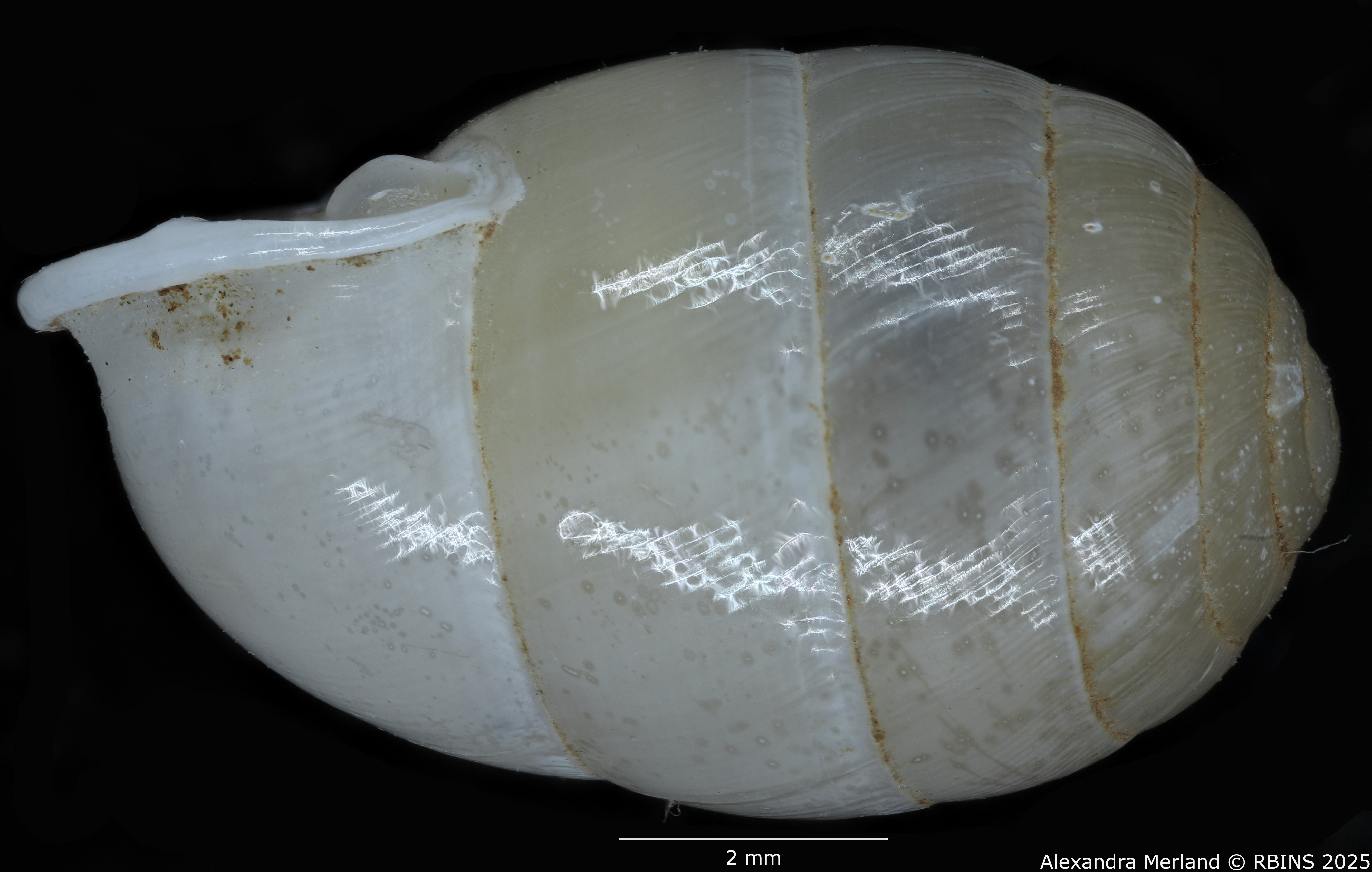 BE-RBINS-INV-MT-4163-Gulella-(Molarella)-moloensis-pt-L2.jpg