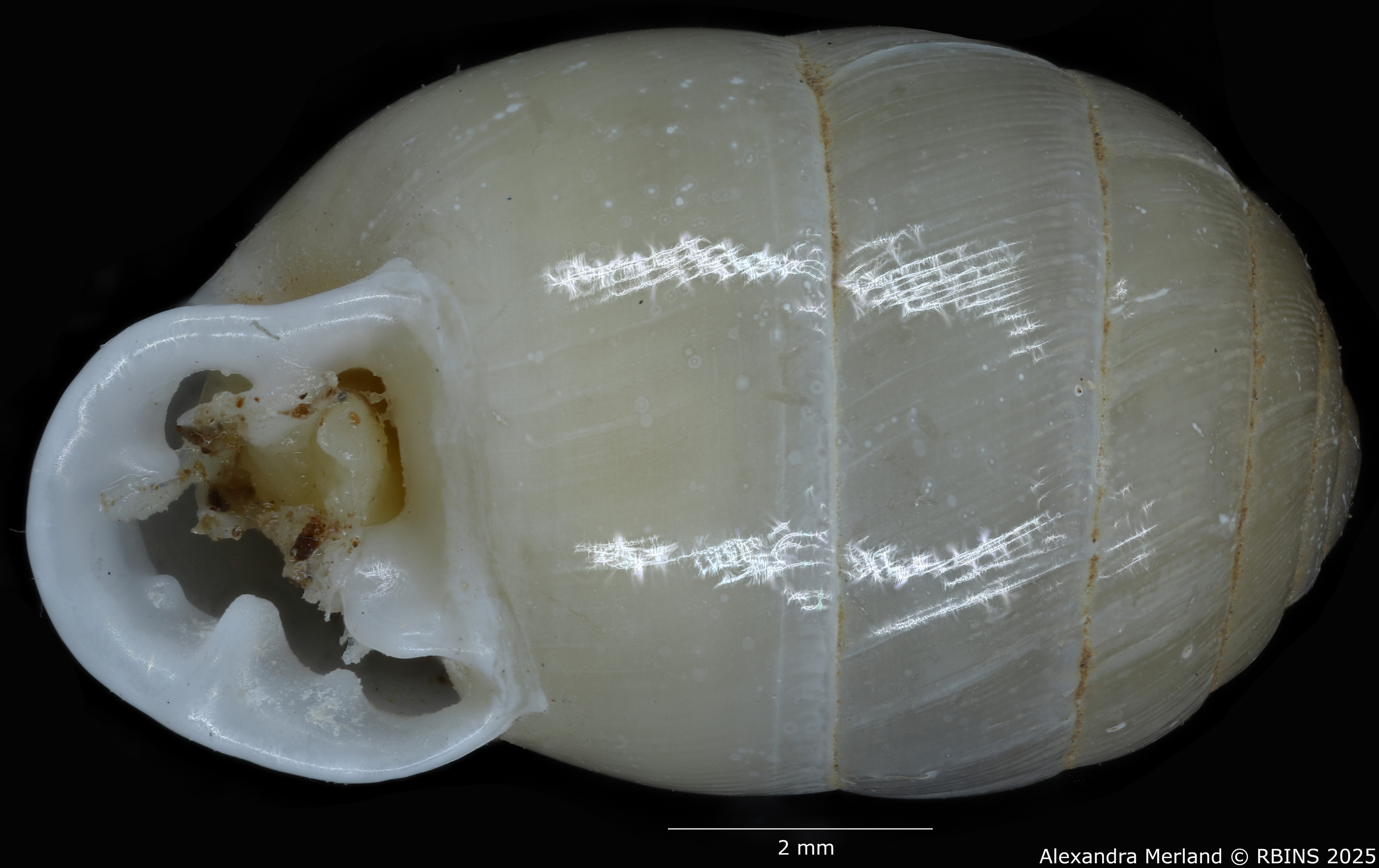 BE-RBINS-INV-MT-4163-Gulella-(Molarella)-moloensis-pt-V.jpg