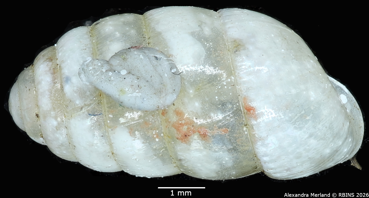 BE-RBINS-INV-MT-1604-Gulella-(Paucidentina)-dupuisi-st-D.jpg