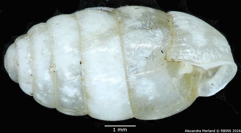 BE-RBINS-INV-MT-1604-Gulella-(Paucidentina)-dupuisi-st-L.jpg