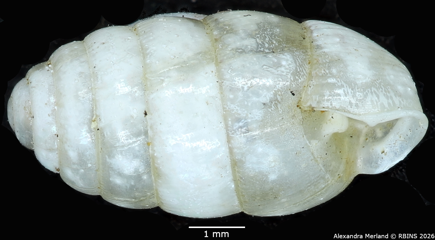 BE-RBINS-INV-MT-1604-Gulella-(Paucidentina)-dupuisi-st-L.jpg
