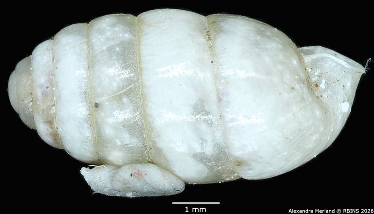 BE-RBINS-INV-MT-1604-Gulella-(Paucidentina)-dupuisi-st-L2.jpg