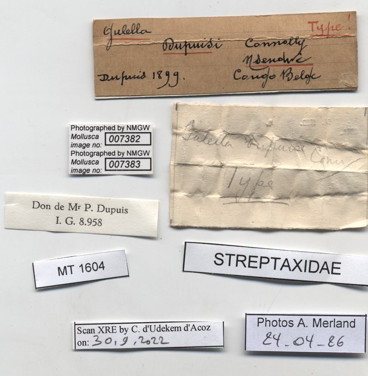 BE-RBINS-INV-MT-1604-Gulella-(Paucidentina)-dupuisi-st-label.jpg