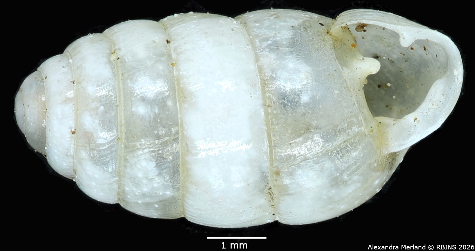 BE-RBINS-INV-MT-1604-Gulella-(Paucidentina)-dupuisi-st-V.jpg