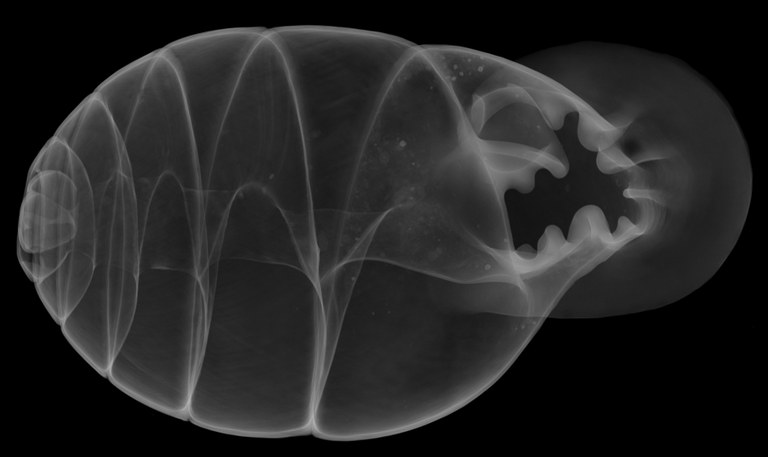 BE-RBINS-INV-MT-2825-Gulella-pilula-ct-oral-edge-contrast-BIG.jpg