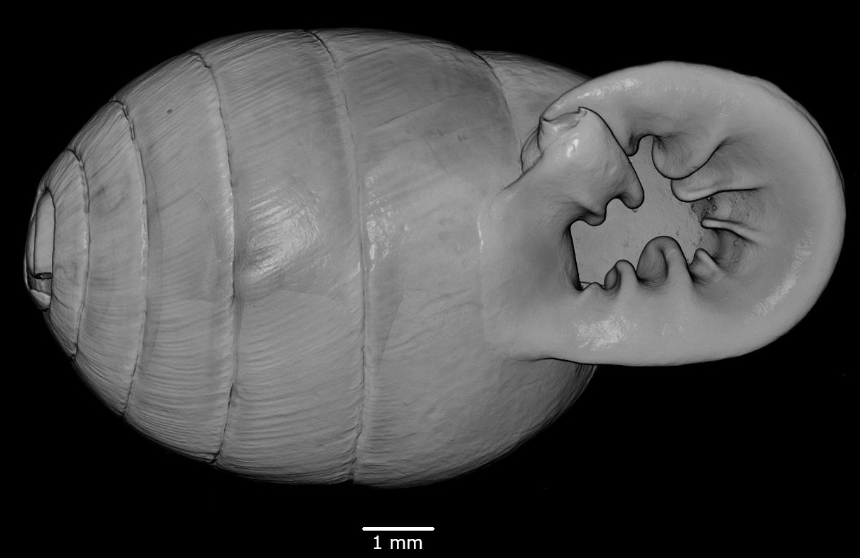 BE-RBINS-INV-MT-2825-Gulella-pilula-ct-oral-SMALL.jpg