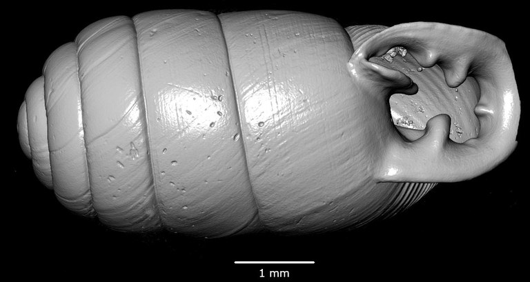 BE-RBINS-INV-MT-2826-Gulella-rumrutiensis-ct-oral-SMALL.jpg