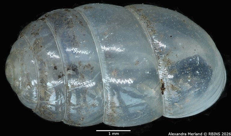 BE-RBINS-INV-MT-2575-Gulella-sankuruensis-pt-D.jpg