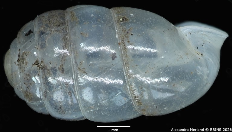 BE-RBINS-INV-MT-2575-Gulella-sankuruensis-pt-L.jpg