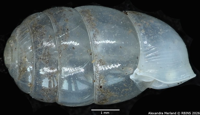 BE-RBINS-INV-MT-2575-Gulella-sankuruensis-pt-L2.jpg