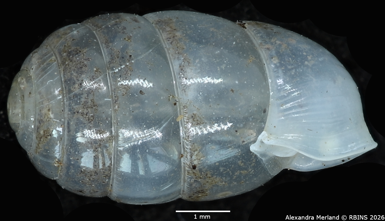 BE-RBINS-INV-MT-2575-Gulella-sankuruensis-pt-L2.jpg