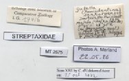 BE-RBINS-INV-MT-2575-Gulella-sankuruensis-pt-label.jpg