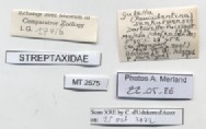BE-RBINS-INV-MT-2575-Gulella-sankuruensis-pt-label.jpg