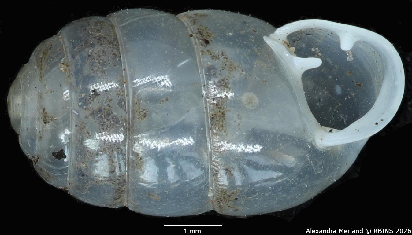 BE-RBINS-INV-MT-2575-Gulella-sankuruensis-pt-V.jpg