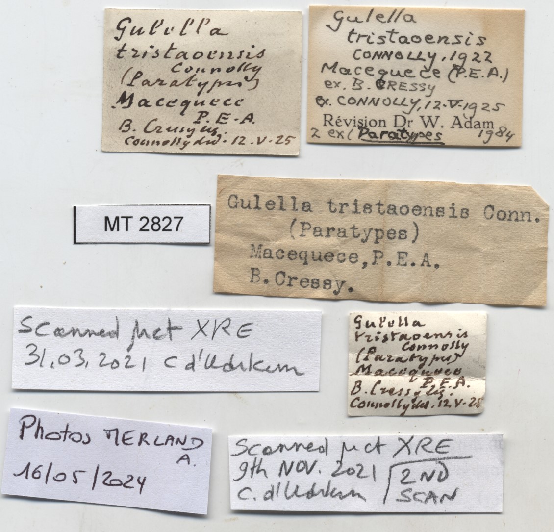 BE-RBINS-INV-MT-2827-Gulella -tristaoensis-pt-label.jpg