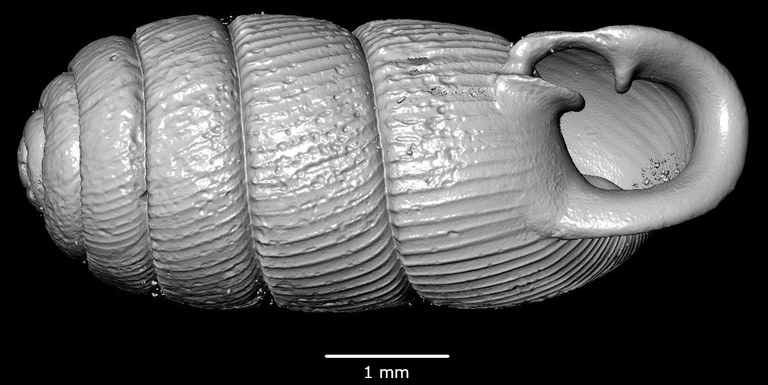 BE-RBINS-INV-MT-2827-Gulella-tristaoensis-pt-oral-SMALL.jpg