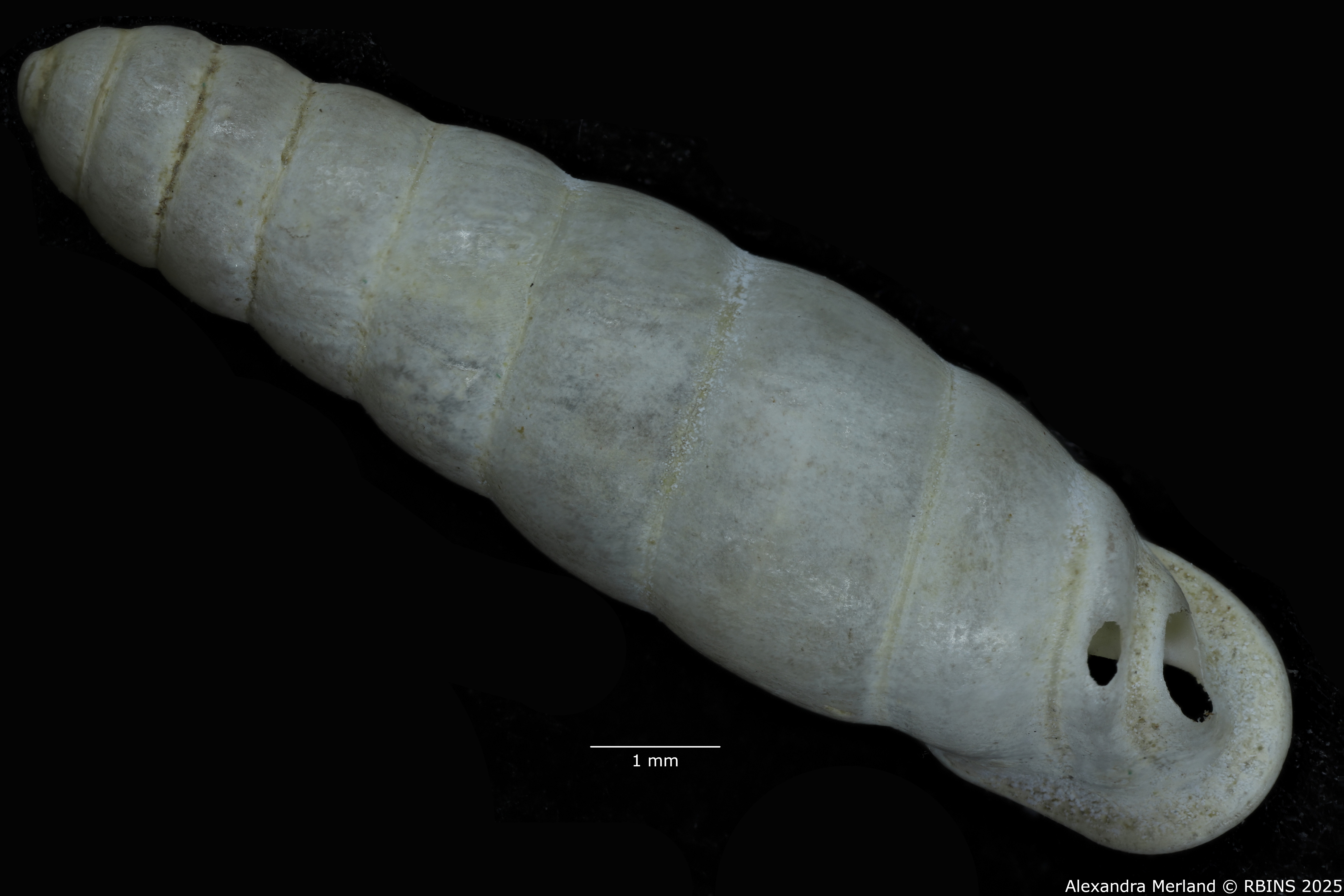 BE-RBINS-INV-MT-1659-Ptychotrema-anceyi-pt-D.jpg