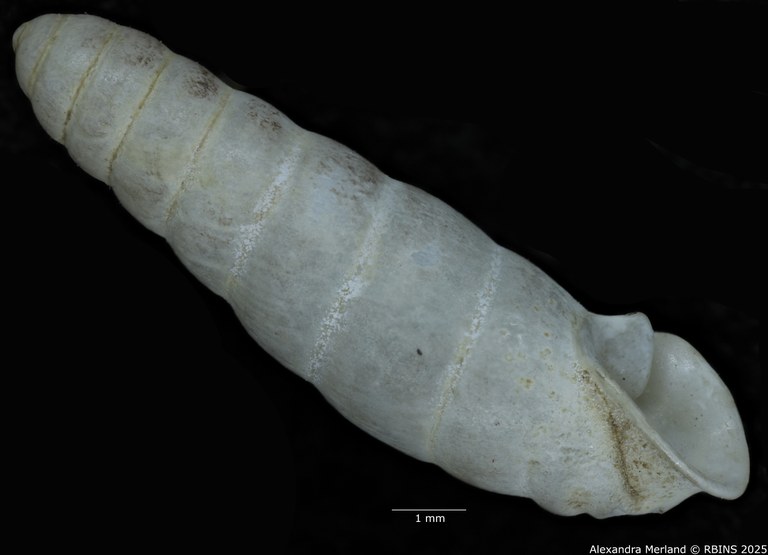 BE-RBINS-INV-MT-1659-Ptychotrema-anceyi-pt-L2.jpg