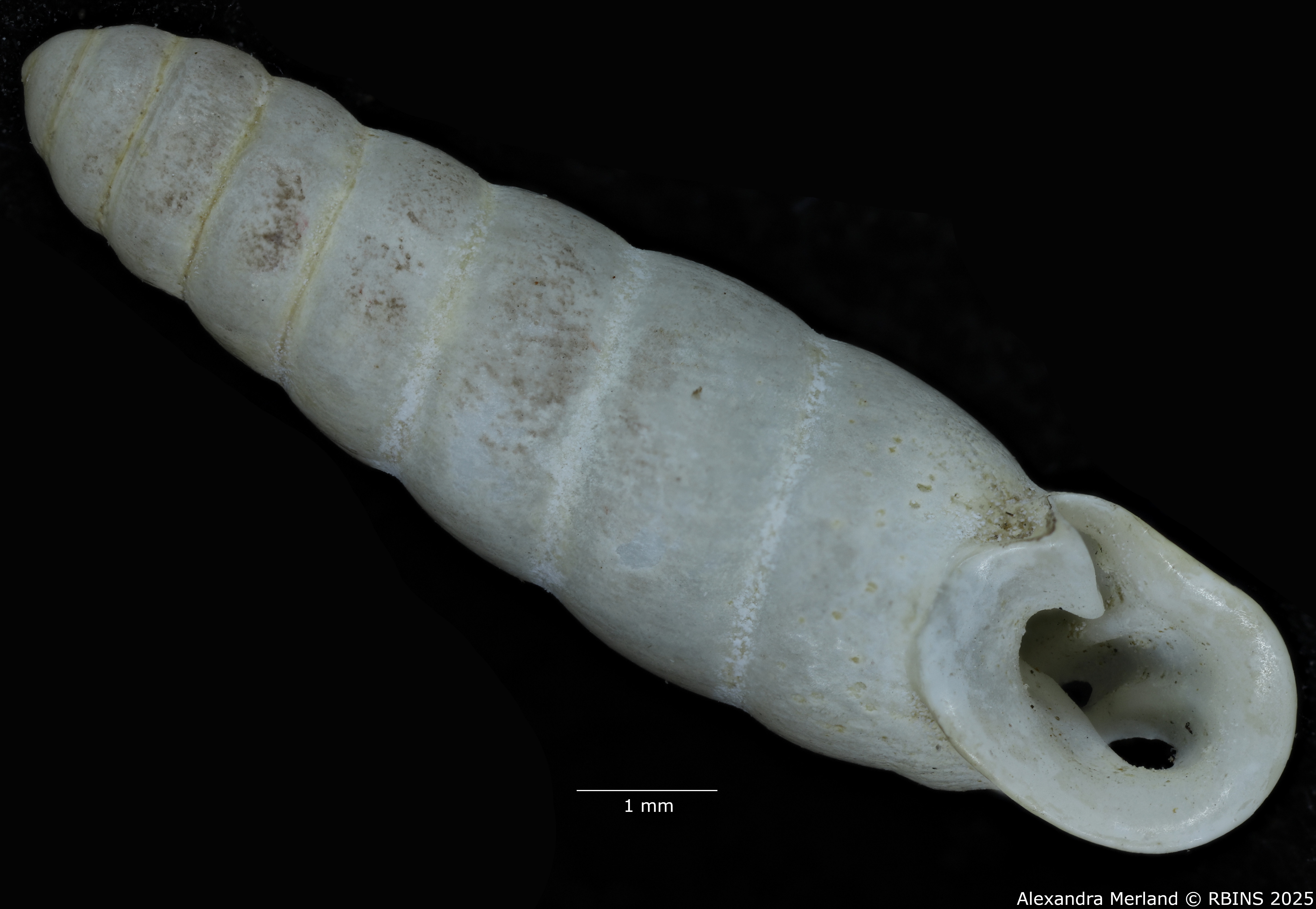 BE-RBINS-INV-MT-1659-Ptychotrema-anceyi-pt-V.jpg