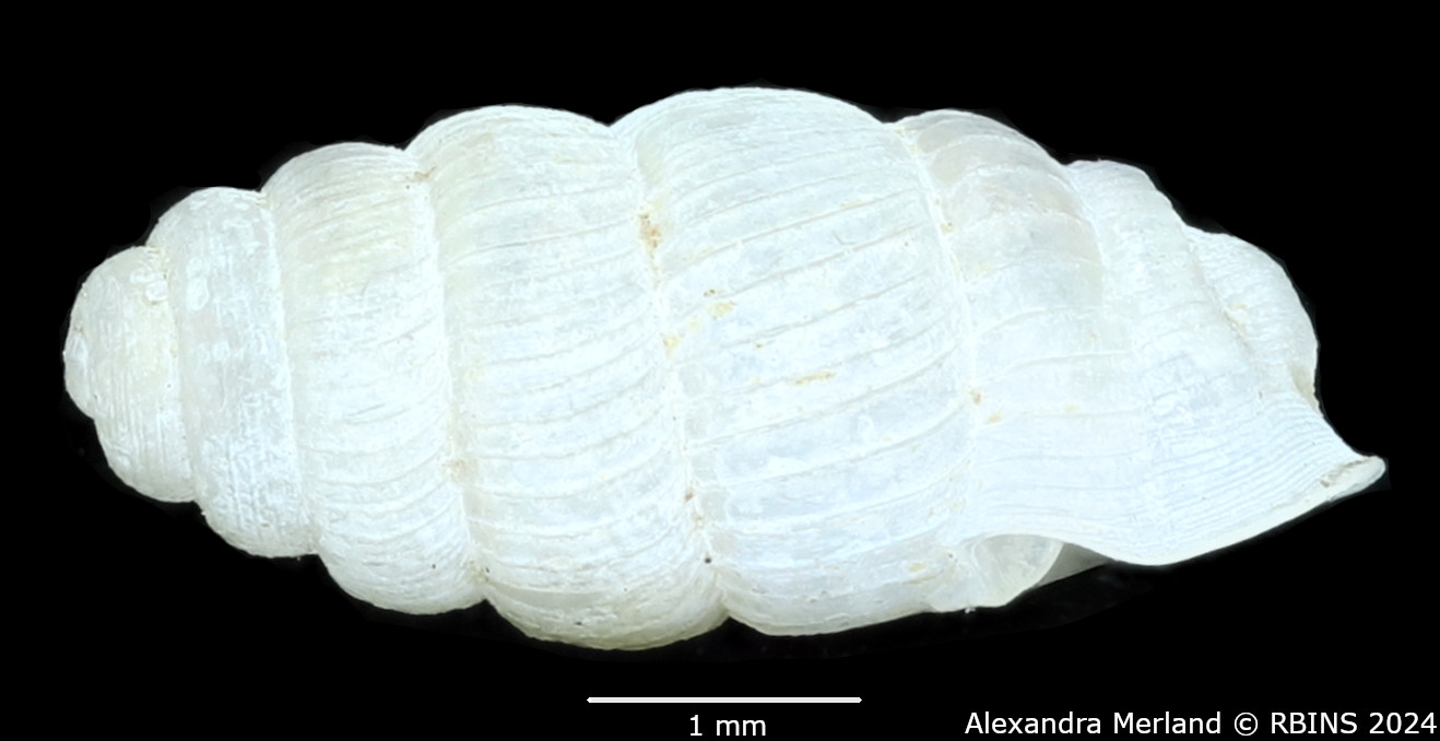 BE-RBINS-INV-MT-2880-Ptychotrema-(Ennea)-pseudosilvaticum-pt-L2.jpg