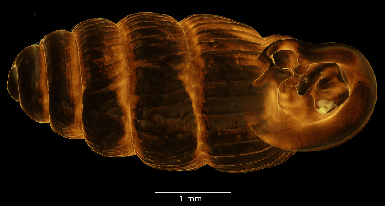 BE-RBINS-INV-MT-2880-Ptychotrema-(Ennea)-pseudosilvaticum-st-oral-SMALL.jpg