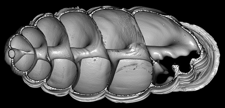 BE-RBINS-INV-MT-2817-Psychotrema-pseudosilvaticum-pt-dorsal-cut-BIG.jpg