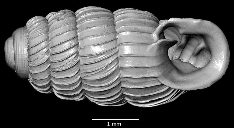 BE-RBINS-INV-MT-2817-Psychotrema-pseudosilvaticum-pt-oral-SMALL.jpg