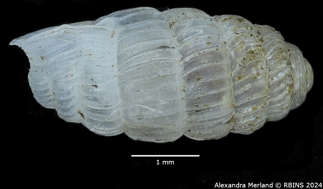 BE-RBINS-INV-MT-2817-Ptychotrema-(Ennea)-pseudosilvaticum-pt-L2.jpg