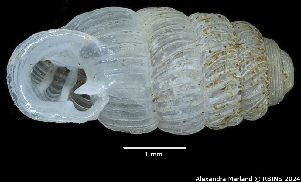 BE-RBINS-INV-MT-2817-Ptychotrema-(Ennea)-pseudosilvaticum-pt-V.jpg