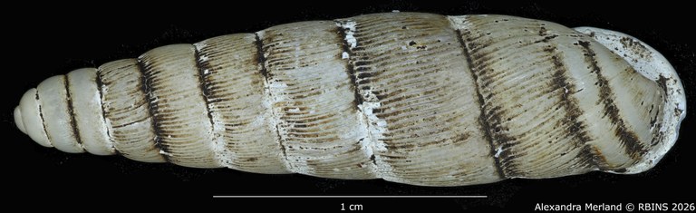 BE-RBINS-INV-MT-1765-Ptychotrema-(Haplonepion)-upembae-pt-D.jpg