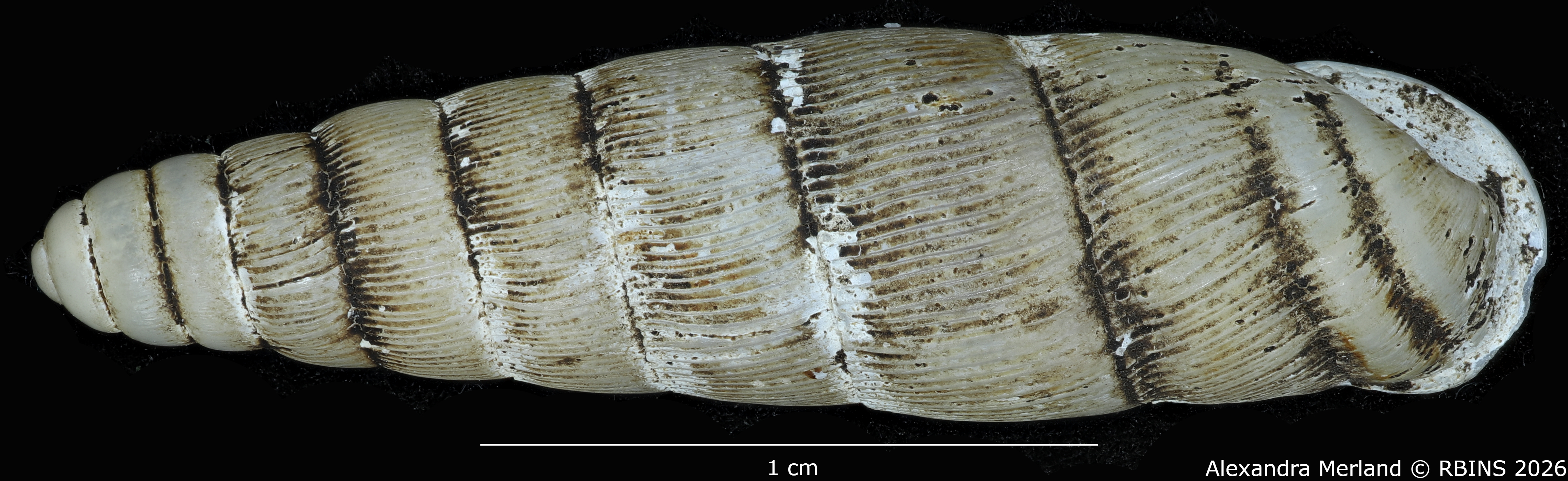BE-RBINS-INV-MT-1765-Ptychotrema-(Haplonepion)-upembae-pt-D.jpg