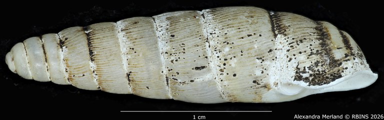 BE-RBINS-INV-MT-1765-Ptychotrema-(Haplonepion)-upembae-pt-L.jpg