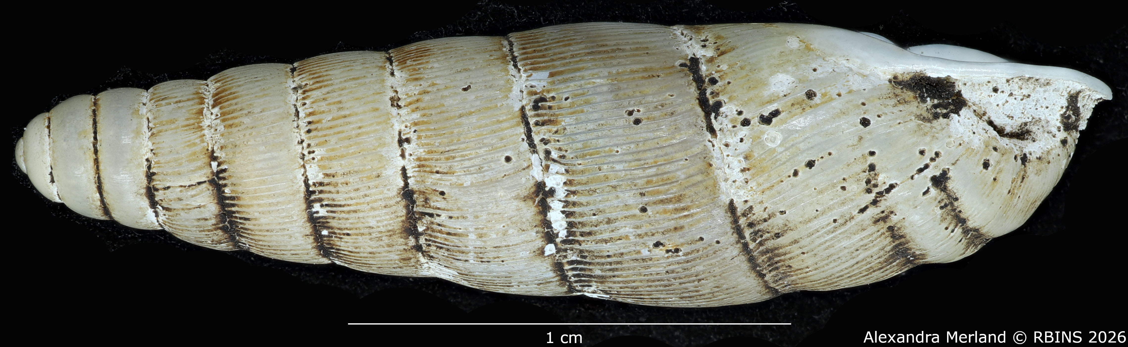 BE-RBINS-INV-MT-1765-Ptychotrema-(Haplonepion)-upembae-pt-L2.jpg
