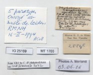 BE-RBINS-INV-MT-1765-Ptychotrema-(Haplonepion)-upembae-pt-label.jpg