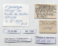 BE-RBINS-INV-MT-1765-Ptychotrema-(Haplonepion)-upembae-pt-label.jpg