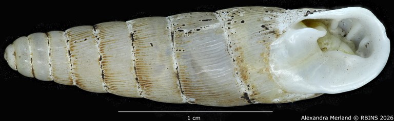 BE-RBINS-INV-MT-1765-Ptychotrema-(Haplonepion)-upembae-pt-V.jpg