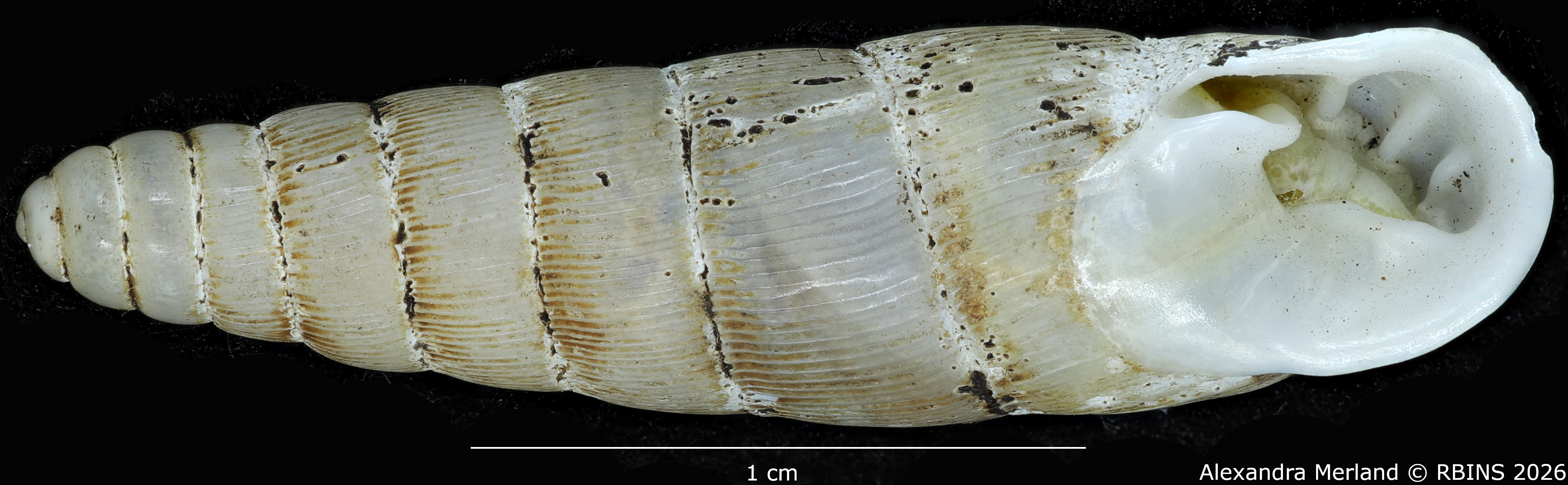 BE-RBINS-INV-MT-1765-Ptychotrema-(Haplonepion)-upembae-pt-V.jpg