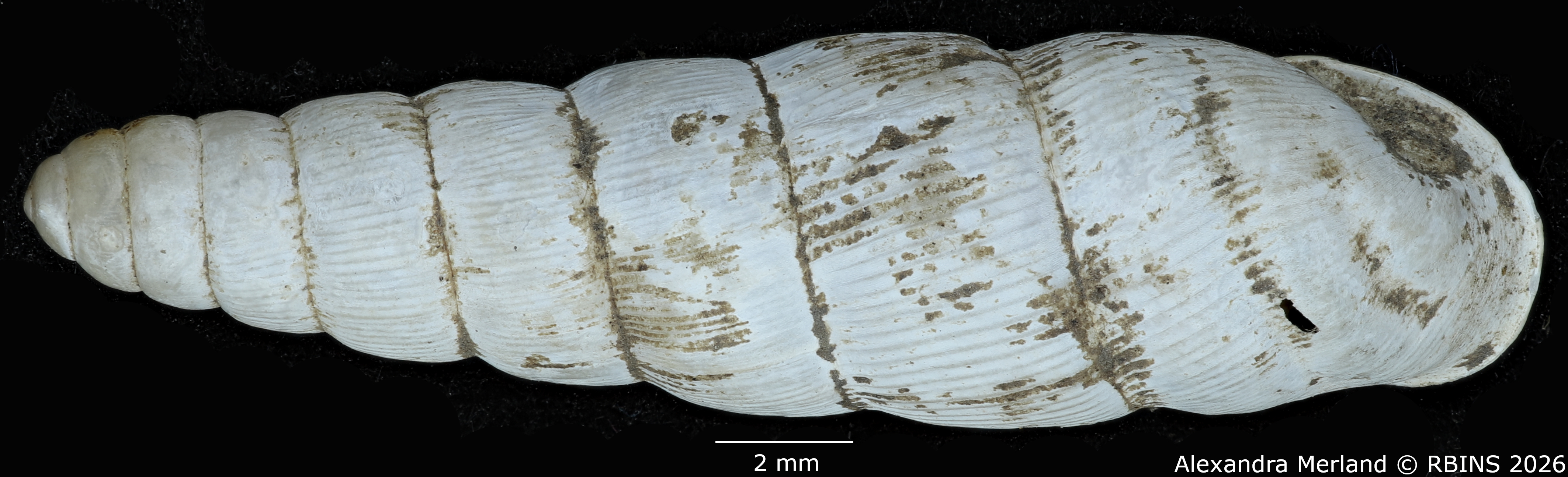 BE-RBINS-INV-MT-1754-Ptychotrema-(Haplonepion)-upembae-pt-D.jpg