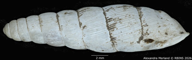BE-RBINS-INV-MT-1754-Ptychotrema-(Haplonepion)-upembae-pt-L.jpg