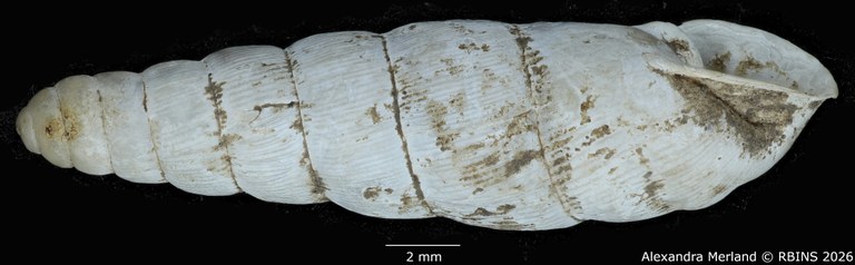 BE-RBINS-INV-MT-1754-Ptychotrema-(Haplonepion)-upembae-pt-L2.jpg