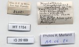 BE-RBINS-INV-MT-1754-Ptychotrema-(Haplonepion)-upembae-pt-label.jpg