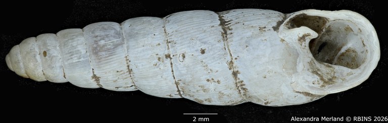 BE-RBINS-INV-MT-1754-Ptychotrema-(Haplonepion)-upembae-pt-V.jpg